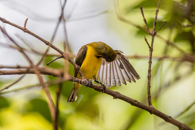 Sunbird posado en un árbol preparando sus plumas, Indonesia - foto de stock