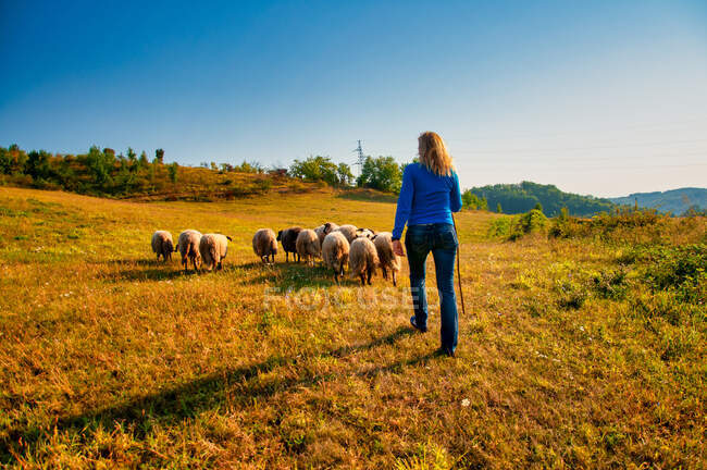 Donna che alleva un gregge di pecore in autunno, Bosnia-Erzegovina — Foto stock