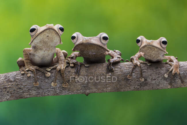 Tres ranas en una rama, Indonesia - foto de stock