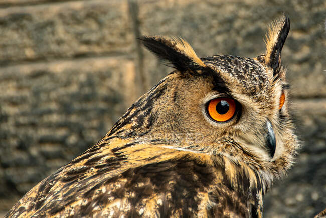 Portrait of an Orange Eyed Owl, Canada — Stock Photo