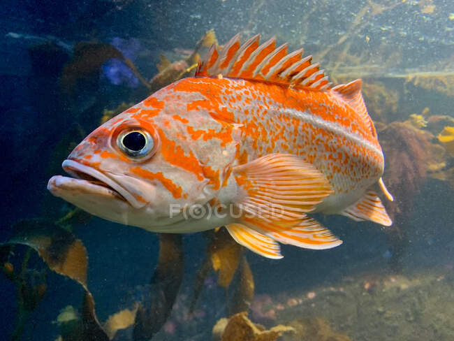 Close-up of a Rock Cod Swimming underwater, Canada — Stock Photo
