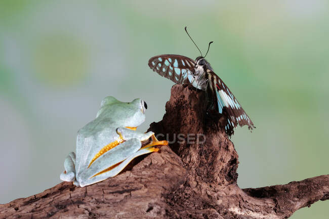 Rana de árbol de Java con una mariposa, Indonesia - foto de stock