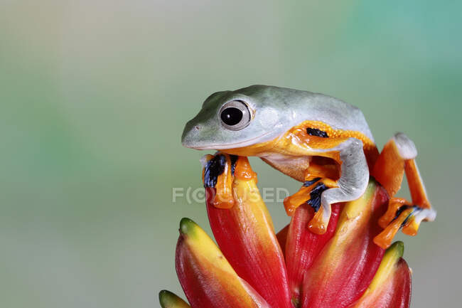 Javan tree frog on a flower bud, Indonesia — Stock Photo