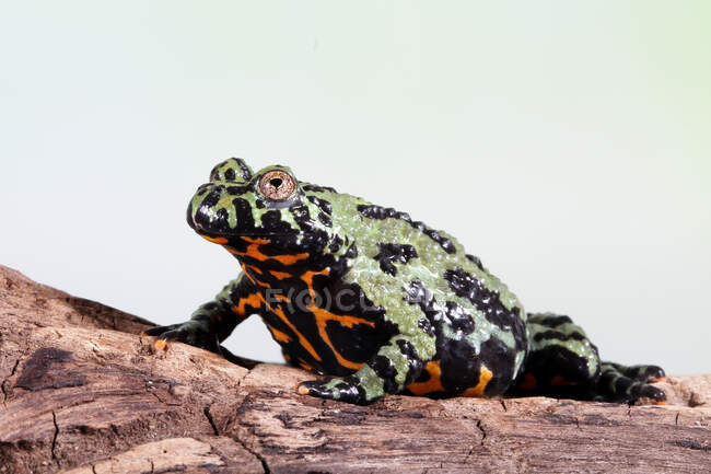 Fire-bellied toad on a wooden log, Indonesia — Stock Photo