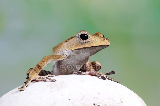 Borneo Eared tree frog on a rock, Indonesia — Stock Photo