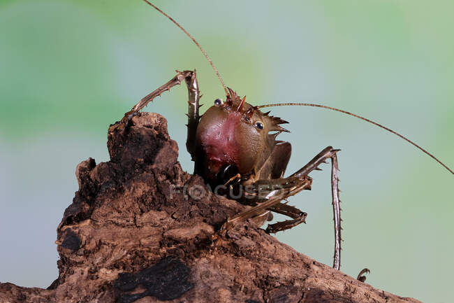 Retrato de un Dragón cabeza katydid en madera, Indonesia - foto de stock