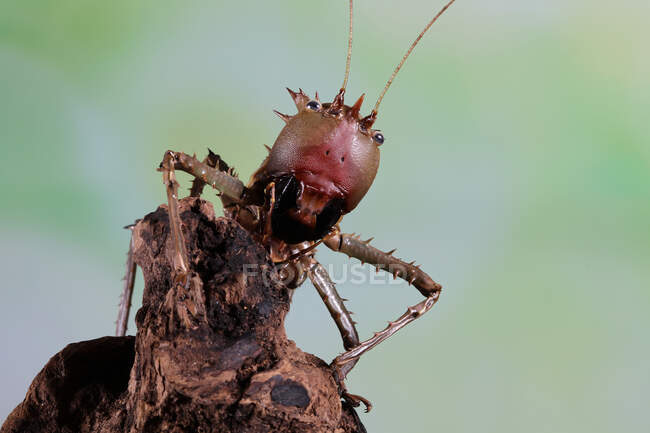Retrato de um dragão cabeça katydid em madeira, Indonésia — Fotografia de Stock