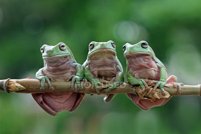 Three Australian green tree frogs on a branch, Indonesia — Stock Photo