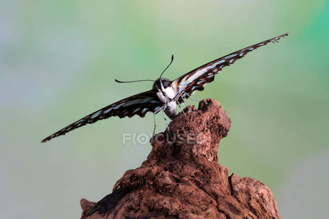 Mariposa aterrizando en madera, Indonesia - foto de stock