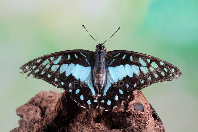 Farfalla atterraggio su legno, Indonesia — Foto stock