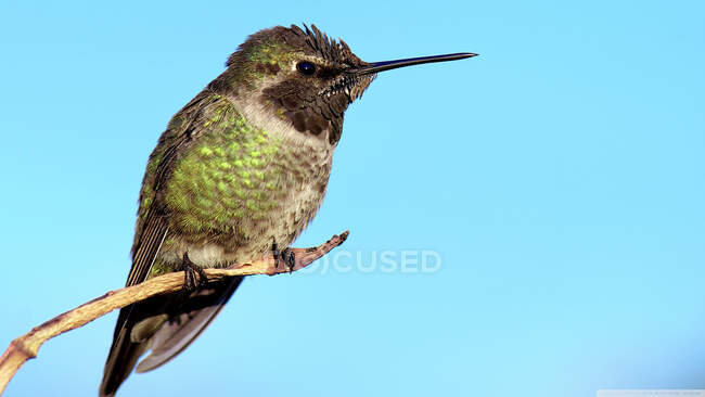 Hummingbird on a branch, India — Stock Photo