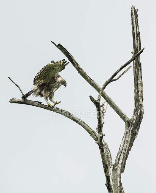 Águia do Falcão mutável aterrissando em uma árvore, Sri Lanka — Fotografia de Stock