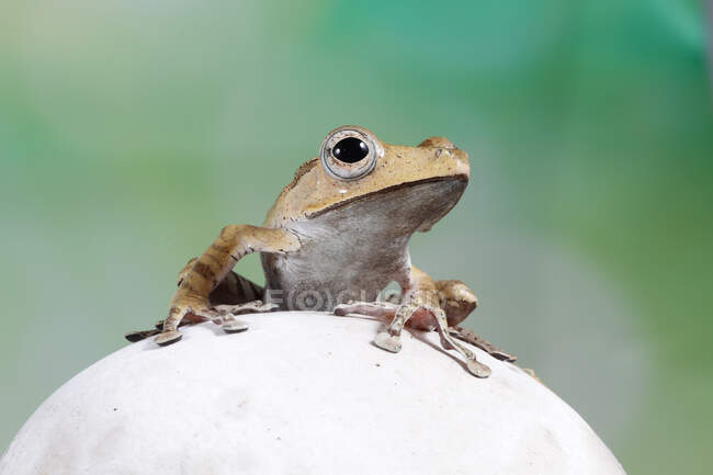 Borneo Eared frog on a white  stone, Indonesia — Stock Photo