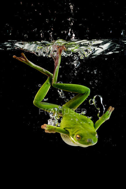 White-lipped tree frog diving into water, Indonesia — Stock Photo