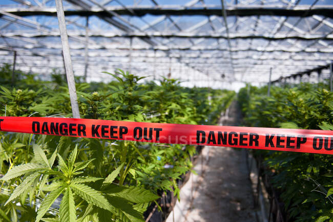 Лента Danger Keep Out через теплицу, полную растений конопли, США — стоковое фото