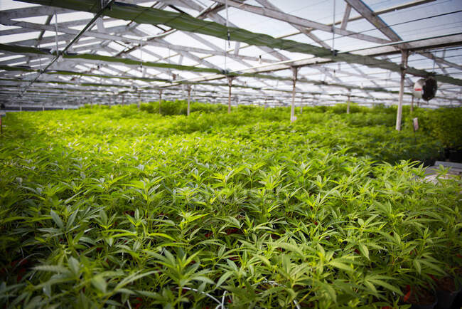 Serra piena di piante di cannabis, USA — Foto stock