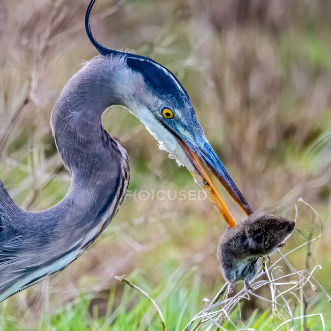 Great Blue Heron With a Rat in the Beak, Vancouver Island, British Columbia, Canada — стокове фото