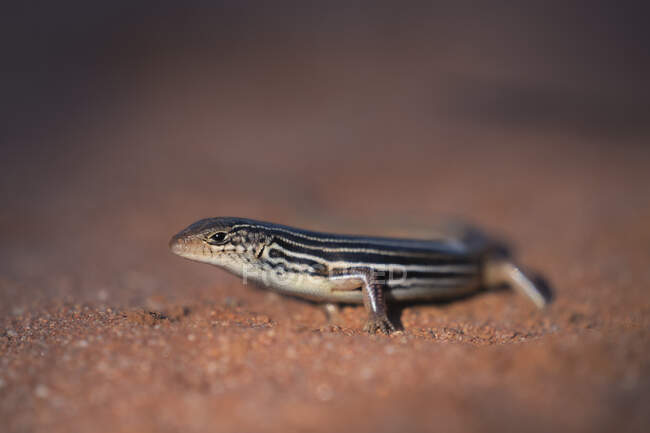Mallee ctenotus (Ctenotus atlas) sauvage du sud sur sable, Nouvelle-Galles du Sud, Australie — Photo de stock