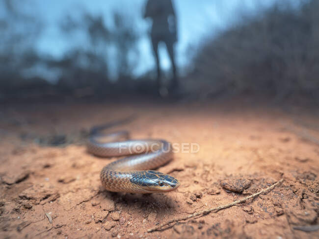 Silhouette d'une personne derrière un serpent de Dwyer (Parasuta dwyeri) dans un habitat spinifex à l'aube, Nouvelle-Galles du Sud, Australie — Photo de stock