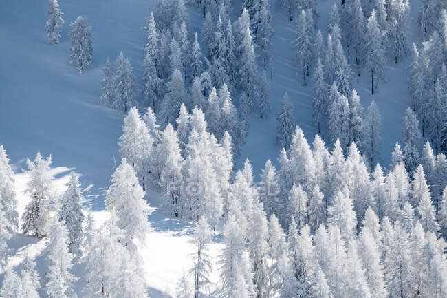 Arbres dans une vallée enneigée, Zauchensee, Salzbourg, Autriche — Photo de stock