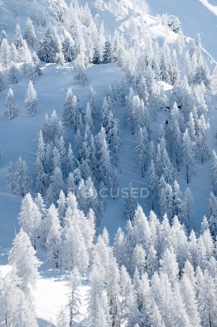 Árvores em um vale coberto de neve, Zauchensee, Salzburgo, Áustria — Fotografia de Stock