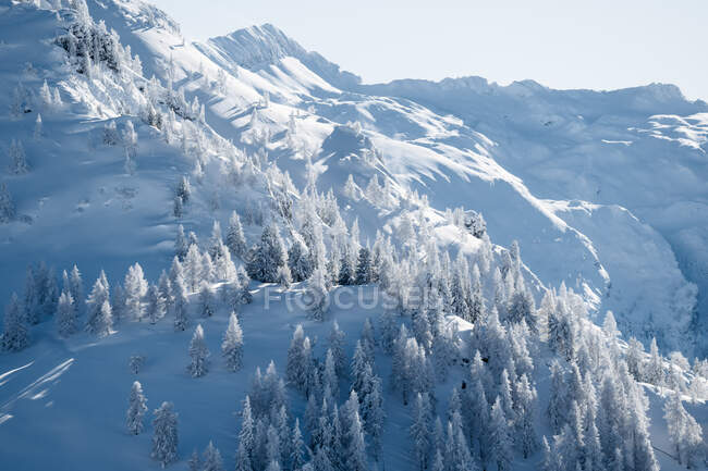 Árboles en un valle cubierto de nieve, Zauchensee, Salzburgo, Austria - foto de stock