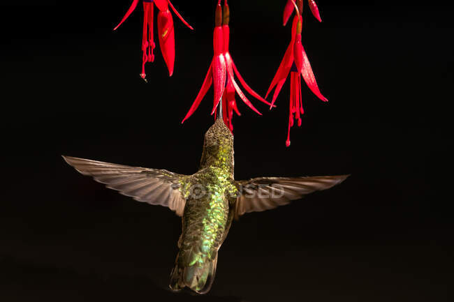 Hummingbird polinizando uma flor, British Columbia, Canadá — Fotografia de Stock