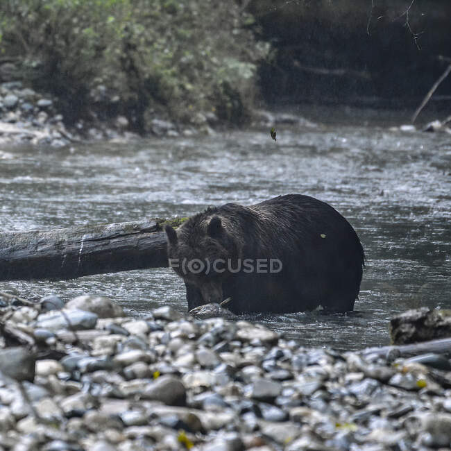 Grizzli debout dans une rivière attrapant un poisson, Colombie-Britannique, Canada — Photo de stock