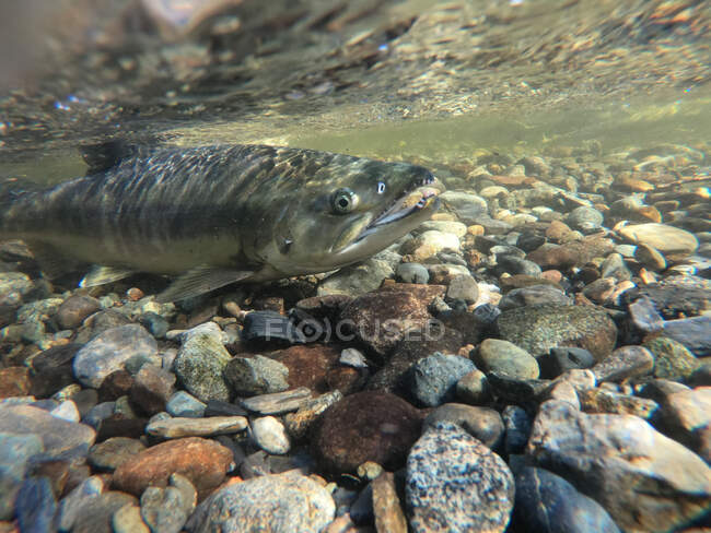 Primer plano de un salmón nadando río arriba, Langford, Columbia Británica, Canadá - foto de stock