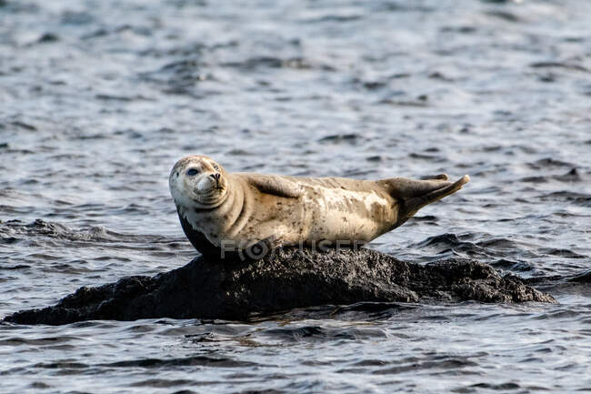 Тюлень, лежащий на скале в море, Британская Колумбия, Канада — стоковое фото