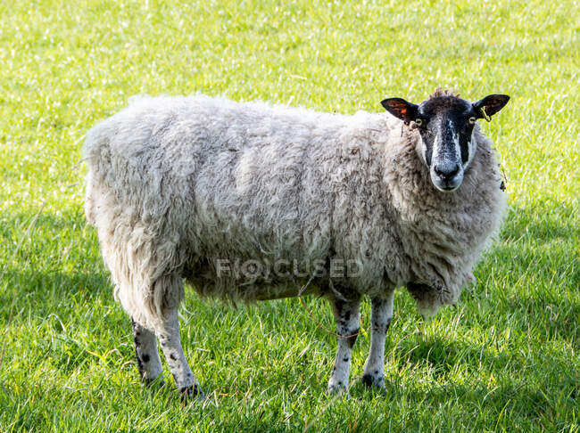 Retrato de una oveja de pie en un campo, Escocia, Reino Unido - foto de stock