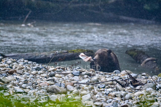 Oso Grizzly parado en un río comiendo un pez, Columbia Británica, Canadá - foto de stock