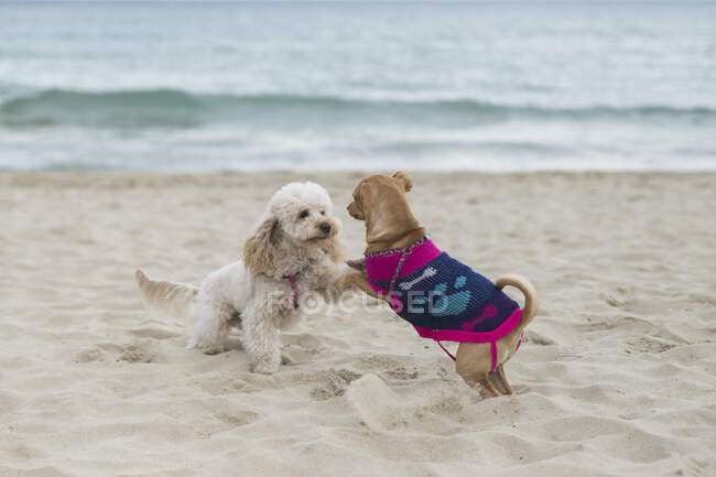 Dos perros jugando en la playa, Bulgaria - foto de stock