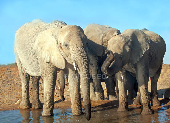 Tres elefantes de pie junto a un pozo de agua, Parque Nacional Etosha, Namibia - foto de stock