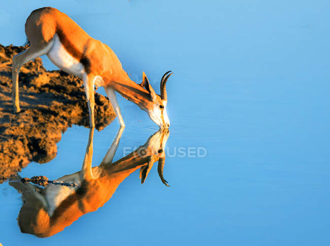 Спрингбок пьет в водяной лунке, Национальный парк Этоша, Намибия — стоковое фото