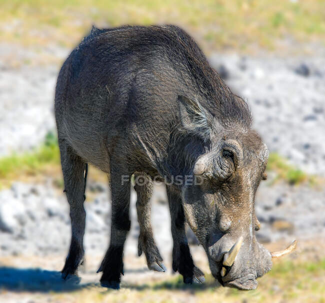 Porträt eines Warzenschweins, Etosha-Nationalpark, Namibia — Stockfoto