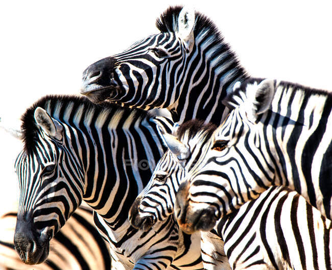Primo piano di una famiglia di zebre, Parco nazionale di Etosha, Namibia — Foto stock
