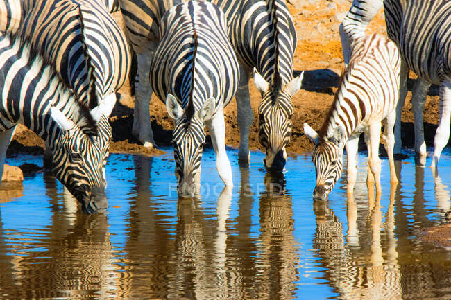 Zebraherde trinkt an einem Wasserloch, Etosha National Park, Namibia — Stockfoto