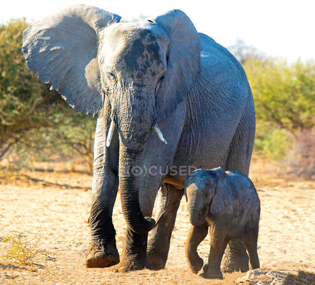 Корова-слон со своим теленком, Национальный парк Этоша, Намибия — стоковое фото