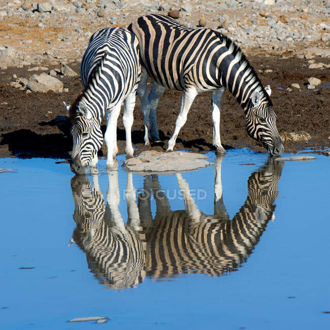 Dos cebras bebiendo en un pozo de agua, Parque Nacional Etosha, Namibia - foto de stock