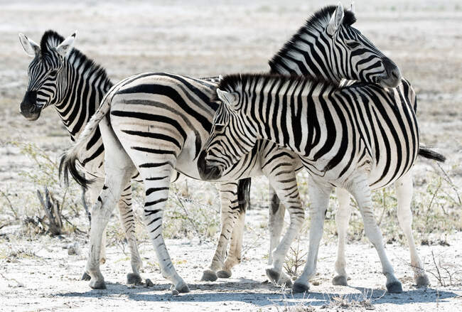 Tres cebras de pie juntas Parque Nacional Etosha, Namibia - foto de stock