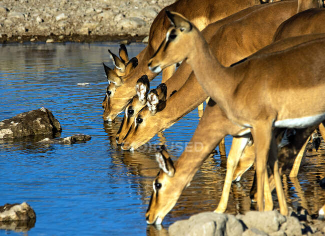 Fila de Impala bebiendo en un pozo de agua, Parque Nacional Etosha, Namibia - foto de stock