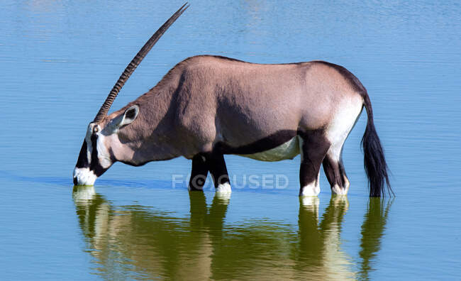 Oryx parado en un pozo de agua bebiendo, Parque Nacional Etosha, Namibia - foto de stock