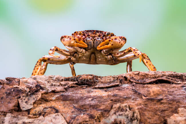 Close-up of a panther crab on a rock, Indonesia — Stock Photo
