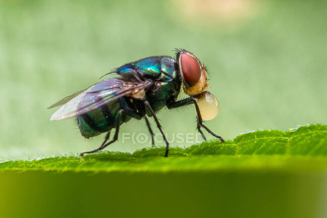 Close-up de uma mosca de garrafa azul em uma folha, Indonésia — Fotografia de Stock