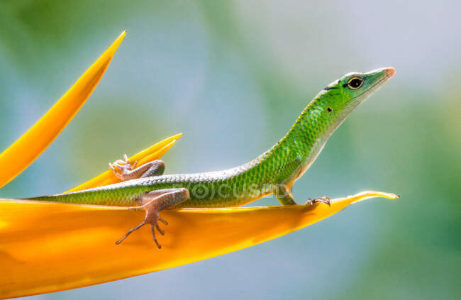 Retrato de un lagarto sobre un pétalo de flor, Indonesia - foto de stock