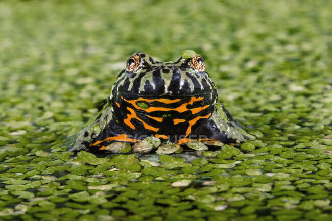 Retrato de una rana de vientre de fuego en un estanque lleno de algas, Indonesia - foto de stock