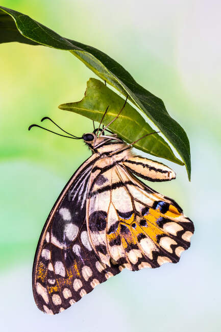 Retrato de uma borboleta em uma folha, Indonésia — Fotografia de Stock