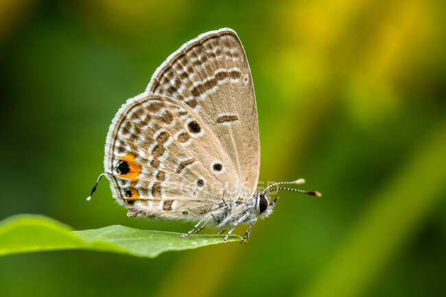 Nahaufnahme eines Schmetterlings auf einem Blatt, Indonesien — Stockfoto