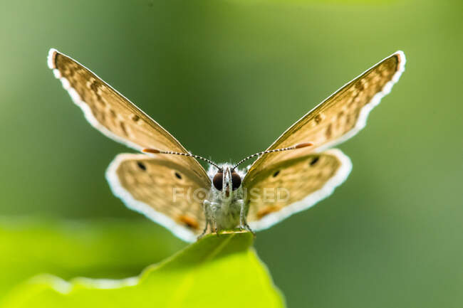 Primo piano di una farfalla su una foglia, Indonesia — Foto stock